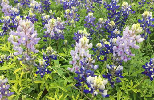 V700 Ranch Stays (Guesthouse)-A Tucked Away Gem - Foto 53