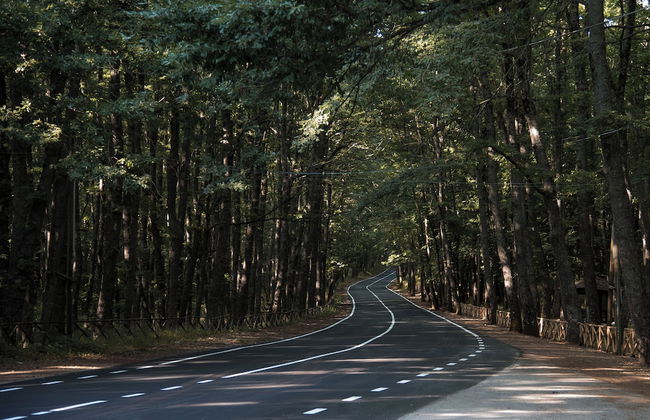 Giardino Boschivo - Foto 24