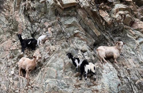 Χελιδόνα - Helidona - Foto 33