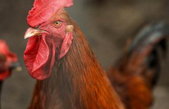 Agroturystyka Gajówka Pilica - Foto 32