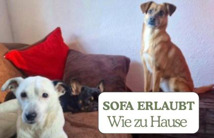 Hundeurlaub - Tiny House im Wald - Foto 14