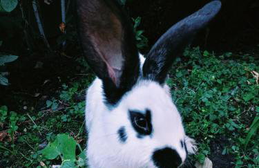 Agroturystyka u Chlebków - Photo 4