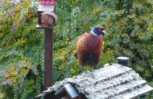 Cairnhill Lodge - Award-Winning Luxury Highland Retreat - Photo 23