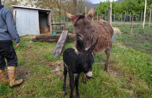 Azienda Agrituristica Pericle - Foto 30