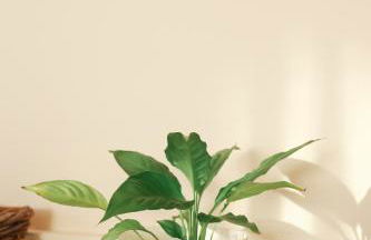 I Love Dão - Casas Da Fraga - Foto 24