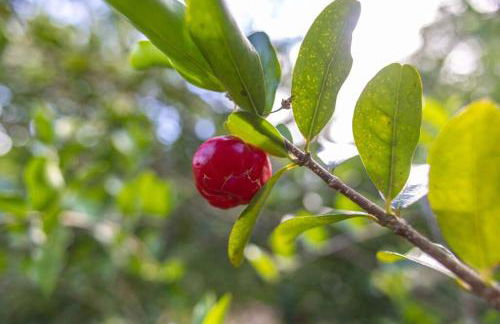 Waterfall House with Ocean Views in Haiku, Maui - Photo 34
