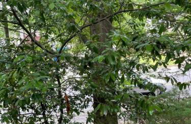 Simple Elegant Townhouse DT Raleigh NCSU - Foto 27