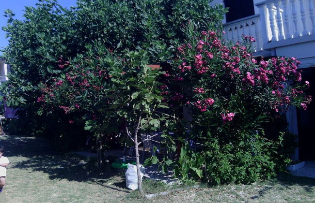 Vjeko - 200 m From sea - 1 - A1 - Photo 9