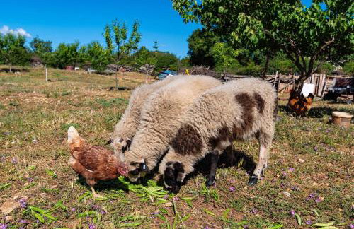 MY DALMATIA - Holiday home Maria with private swimming pool - Foto 59
