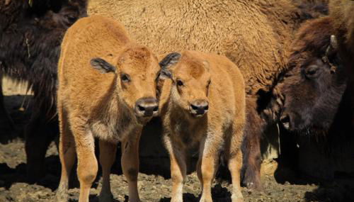 Terra dei Bisonti - Foto 4