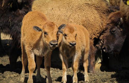 Terra dei Bisonti - Foto 4