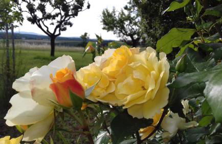 Agriturismo Valiana - Foto 42