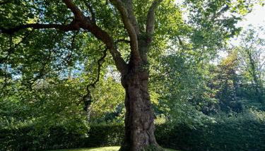 Idyllic rural retreat - Foto 2, Garden