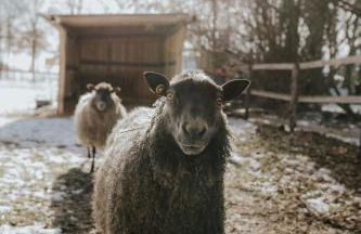 our farm Ferienwohnung - Foto 21