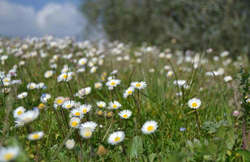 Agriturismo La Querce - Foto 14