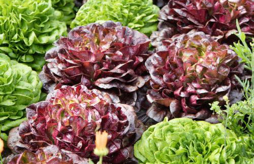 Herrischner Apartement 2 - Foto 41