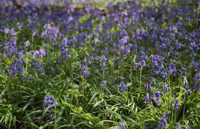 Pretty 2 Bedroom Cottage in Skirmett with Parking - Foto 10