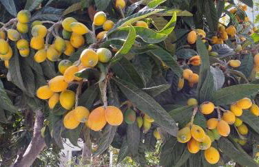 Lemonokipos, holiday house with private pool - Foto 52