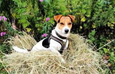 Ferienwohnungen Hering - Foto 33