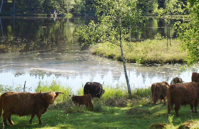 4 Person Holiday Home in Tving - Photo 10