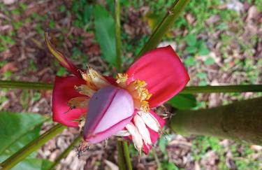 Carneiro Caiçara chalés- Casinhas aconchegantes em Ubatuba - Foto 32