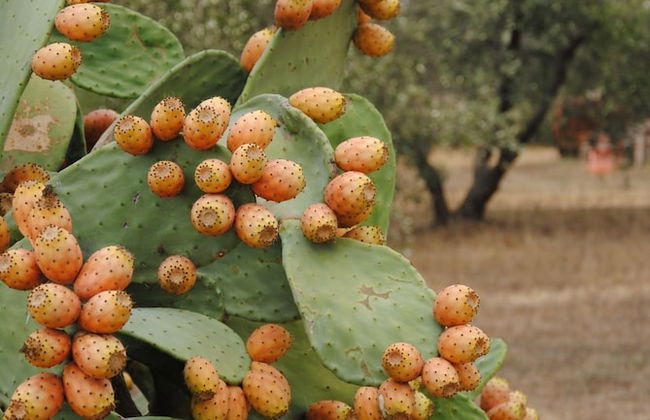 Tenuta Di Pontesodo - Foto 45