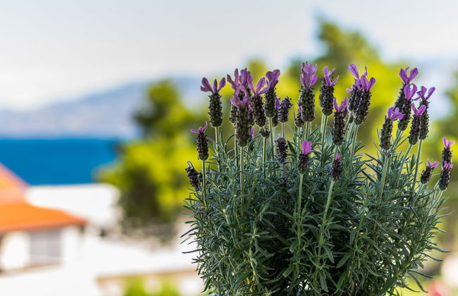 Villa 2 Pools - Foto 8