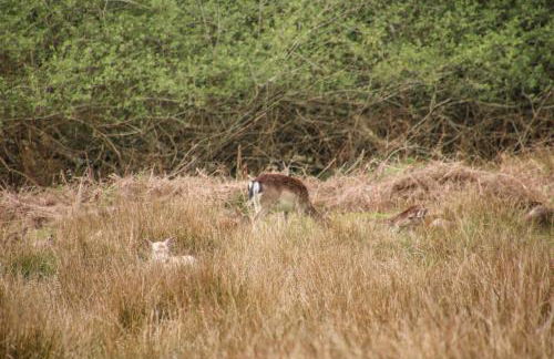 Gwydn Lodge - Photo 34