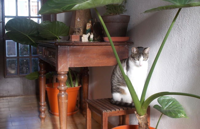 Room in Guest Room - Private Room on a Terrace With Garden - Photo 6