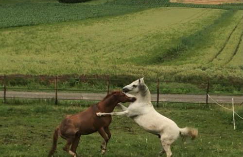 Appartamento in cascina -la cascinetta di Ali- - Foto 31