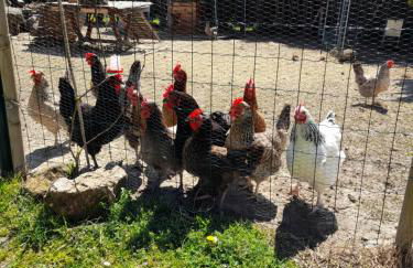 5km de beauval, gîte l'étoile des châteaux - Foto 14