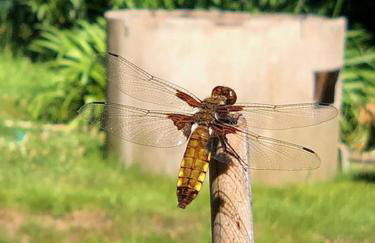 Romantic garden sea view Nervi - Foto 28