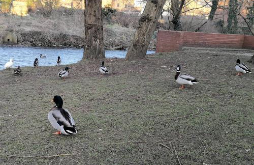 Duck Cottage - Foto 17