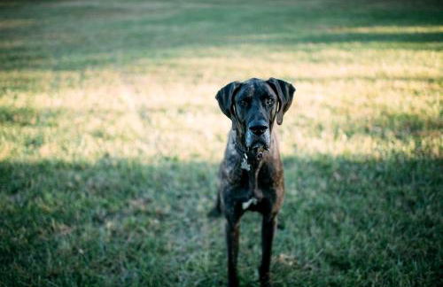 Enchanting A-Frames with Hot-Tub Wonderful for Hiking in Makanda, Illinois - Foto 49