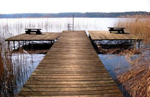 Moorfrosch - Photo 13