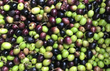 La Torre Rasa - Foto 132