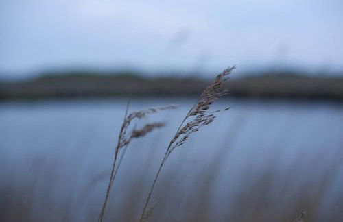 Tede Warft Freistehend am Deich mit Sauna - Foto 36