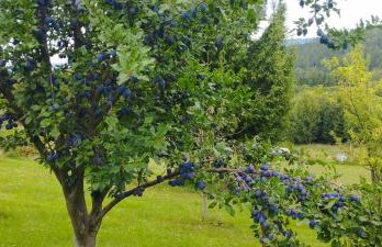 Górska Polana, Stronie Śląskie - Młynowiec - Foto 35