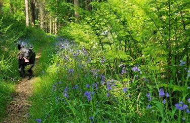 The Galloway Steading: Countryside Family Retreat with Sauna and Hot tub - Foto 52