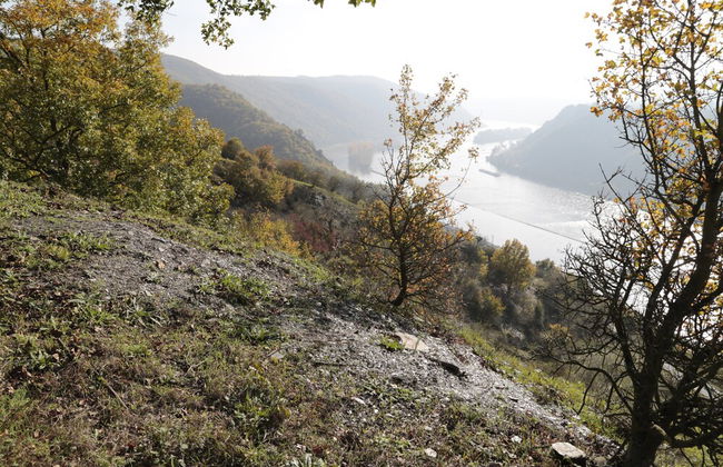 Romantisch wohnen in Kaub am Rhein - Foto 17
