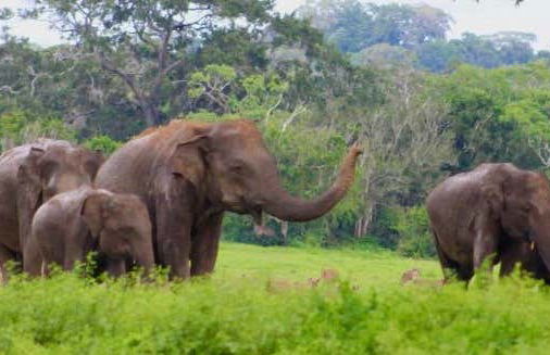 Safári privado pelo Parque Nacional de Kumana - Foto 6