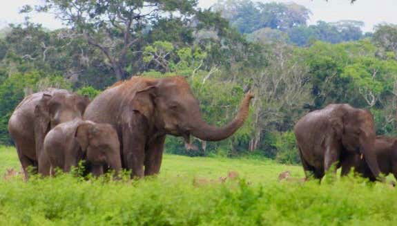 Kumana National Park Private Safari - Foto 1