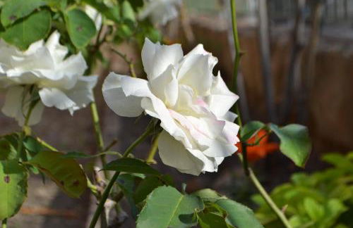 La Limonaia - Foto 26