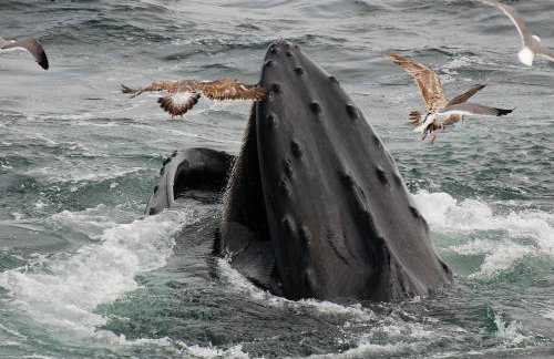 Cape Escape Chatham 5 Star Beach Chic 5 Min Walk to Beach-Newly Renovated Private Retreat AC - Foto 29