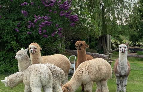 Alpakatherapie und Ferienhof Charlottenthal - Foto 15