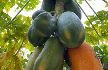 Ananda Farmhouse and Retreat. - Foto 51