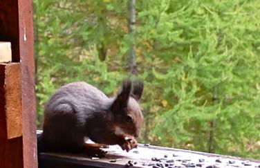 Le Petit Aupillon - L'Aupillon des Forêts - 2 studios cocooning aux Orres - Photo 39