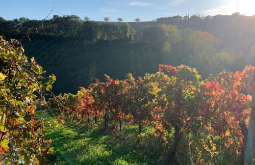 Vineyard Farmhouse in Massignano - Foto 21