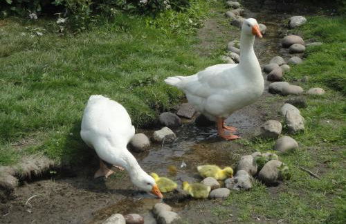 Ponderosa-Hütte im Wald - Foto 14