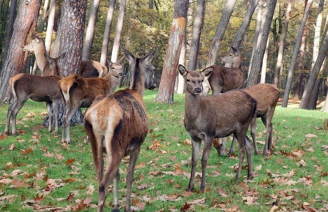 Blockhaus Bodefall - Foto 19